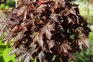 CRIMSON SENTRY NORWAY MAPLE 175CM  - image 1