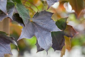 CRIMSON SENTRY NORWAY MAPLE 175CM  - image 5