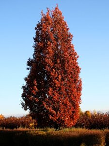 CRIMSON SPIRE OAK 225CM