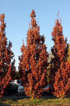 CRIMSON SPRIRE OAK 50CM - image 5