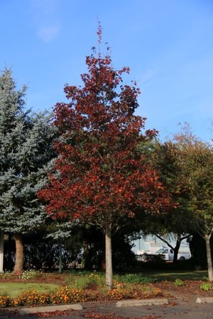 CRIMSON SUNSET  MAPLE 150CM - image 1