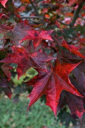 CRIMSON SUNSET  MAPLE 150CM - image 4