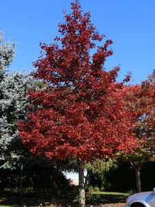 CRIMSON SUNSET MAPLE 175CM