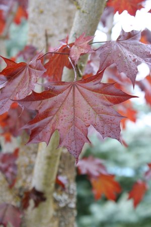 CRIMSON SUNSET MAPLE 35MM - image 4