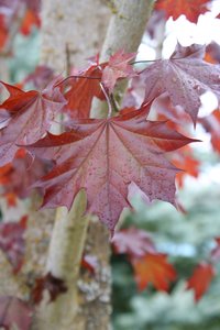 CRIMSON SUNSET MAPLE 35MM - image 8