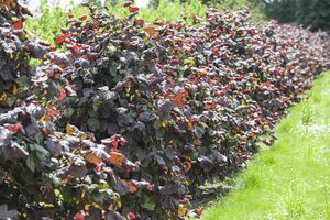 CROCKSCREW HAZEL RED MAJESTIC STD  - image 1