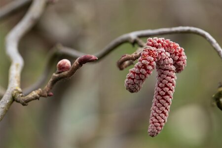 CROCKSCREW HAZEL RED MAJESTIC STD  - image 2