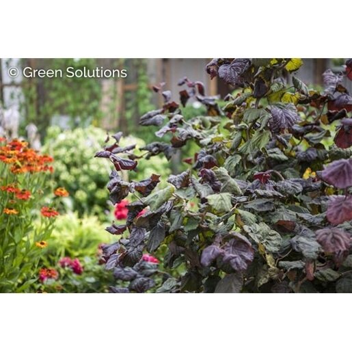 COCKSCREW HAZEL RED MAJESTIC STD