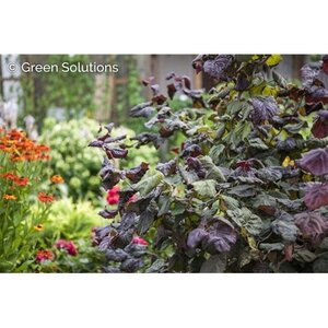 COCKSCREW HAZEL RED MAJESTIC STD