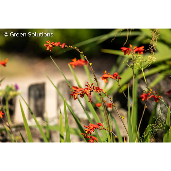 CROCOSMIA (MONTBRETIA) ABUNDANT JOY 1G