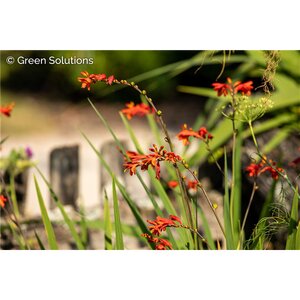 CROCOSMIA (MONTBRETIA) ABUNDANT JOY 1G