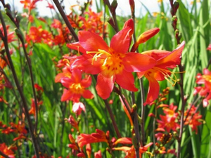 CROCOSMIA (MONTBRETIA) PRINCE OF ORANGE 1G