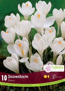 CROCUS MIX 10PKG