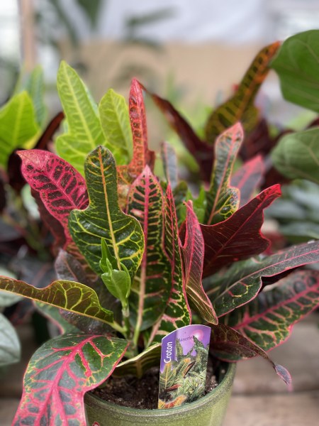 CROTON MAGNIFICENT 6"