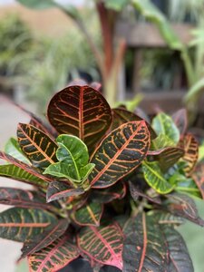 Croton Petra 10"