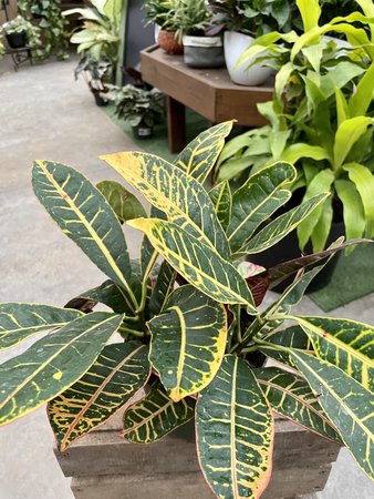 CROTON PETRA 6"