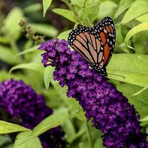 CROWN JEWELS BUTTERFLY BUSH 30CM