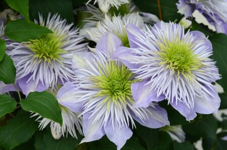 CRYSTAL FOUNTAIN CLEMATIS 2G