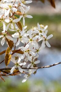CUMULUS SERVICEBERRY 175CM