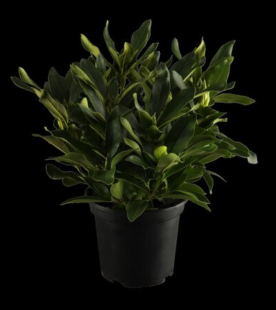 CUNNINGHAM'S WHITE RHODODENDRON 2G - image 1