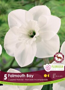 CUPPED NARCISSUS FALMOUTH BAY PKG/5
