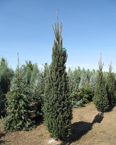 CUPRESSINA NORWAY SPRUCE ( THICK ) 225CM BB