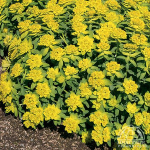 CUSHION SPURGE 1G