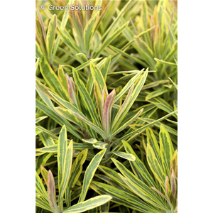 CUSHION SPURGE ASCOT RAINBOW 1G