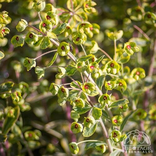CUSHION SPURGE ASCOT RAINBOW 4IN
