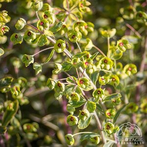 CUSHION SPURGE ASCOT RAINBOW 4IN
