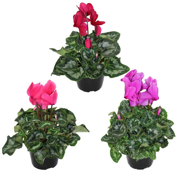 CYCLAMEN 6" ASST