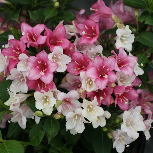 CZECHMARK TRILOGY WEIGELA 30CM