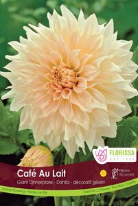 DAHLIA CAFE AU LAIT ROSE