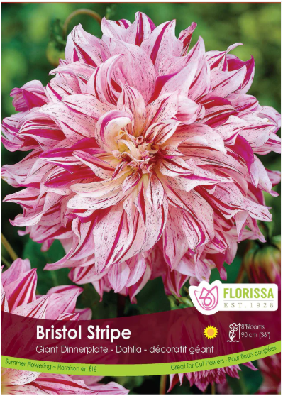 DAHLIA DINNERPLATE BRISTOL STRIPE Pkg 1
