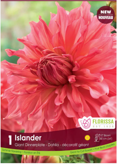 DAHLIA DINNERPLATE ISLANDER Pkg 1