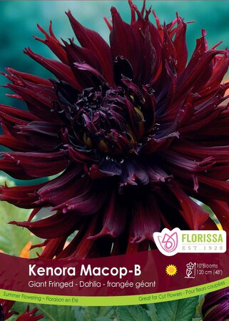 DAHLIA KENORA MACOB PKG/1