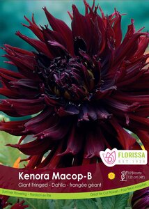 DAHLIA KENORA MACOB PKG/1