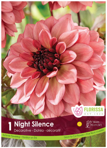 DAHLIA NIGHT SILENCE Pkg 1