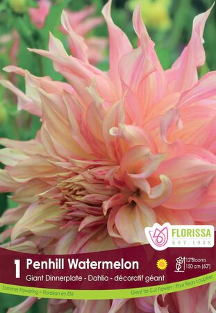 DAHLIA PENHILL WATERMELON