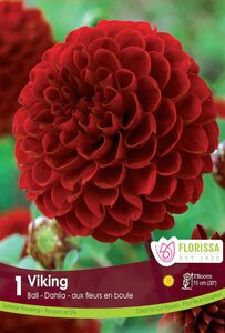 DAHLIA VIKING 1 PKG