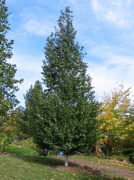 DAKOTA PINNACLE BIRCH 125CM