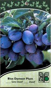 DAMSOM BLUE PLUM SEMI  (3 month warranty) - image 1