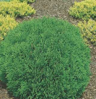 DANICA GLOBE CEDAR 30 CM 2G