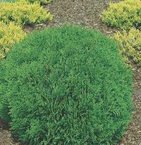 DANICA GLOBE CEDAR 30 CM 2G