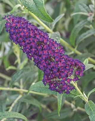 DARK DYNASTY BUTTERFLY BUSH 2 GALLON 3 Month warranty