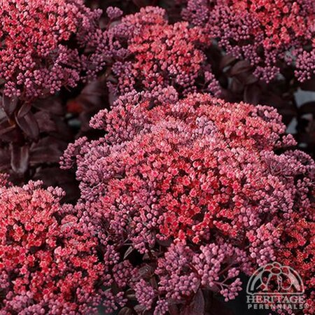 DARK MAGIC SEDUM 1G