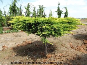 DAUBS FROSTED JUNIPER 70CM STD