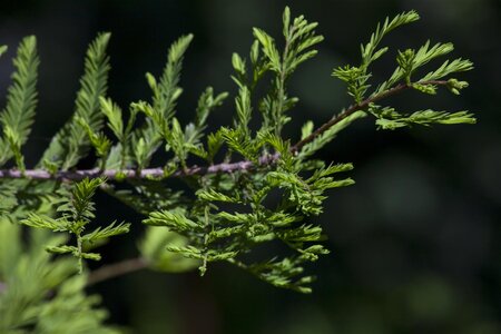 DAWN REDWOOD 125CM  - image 2