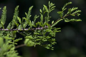 DAWN REDWOOD 125CM  - image 2