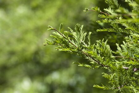 DAWN REDWOOD 150 CM  - image 1